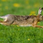 The Lean Rabbit Chase en una línea U